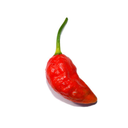 Close up Bhut Jolokia chili on white background with soft shadow. (Scientific name Capsicum chinense)の写真素材