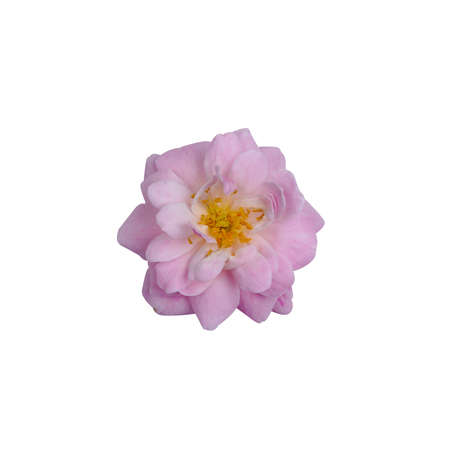 Pink rose flower isolate on white background with  .の写真素材