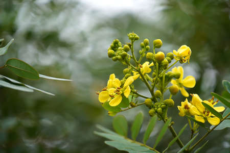 Close up flower of Cassod tree, Thai copper pod with blur background. (Scientific name Senna siamea)の写真素材