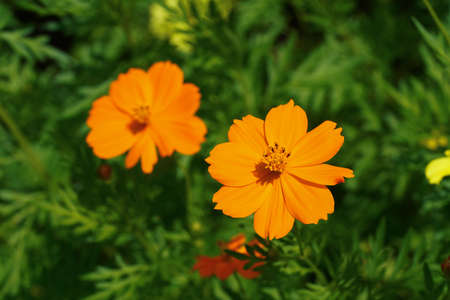 Close up orange cosmos flower with blur background.の写真素材