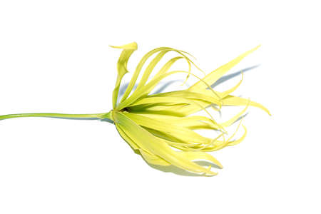 Close up Ylang-ylang flower on white background with soft shadow. (Scientific name Cananga odorata (Lamk.)の写真素材