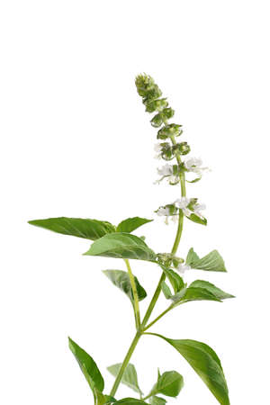 Close up Hairy Basil flower and leaves on white background. (Scientific name Ocimum americanum)の写真素材
