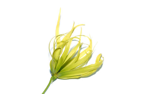Close up Ylang-ylang flower on white background with soft shadow. (Scientific name Cananga odorata (Lamk.)の写真素材