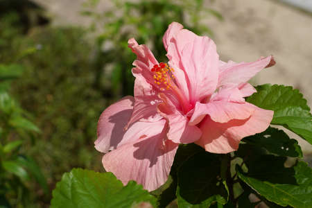 Close up pink rose mallow, Chinese rose flower. (Scientific name Hibiscus rosa sinensis.)の写真素材