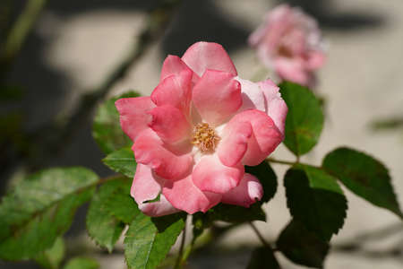 Close up rose flower with leaves on blur background.の写真素材
