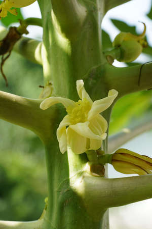Close up papaya flower on tree. (Scientific name Carica papaya)の写真素材