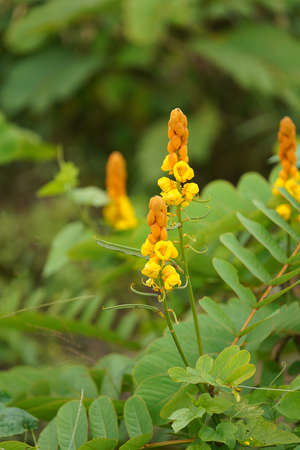 Close up Ringworm bush flower with blur background. (Scientific name Cassia alata (L.) Roxb.)の写真素材