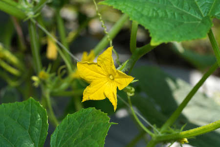 Close up Cucumber flower with blur background. (Scientific name Cucumis sativus)の写真素材