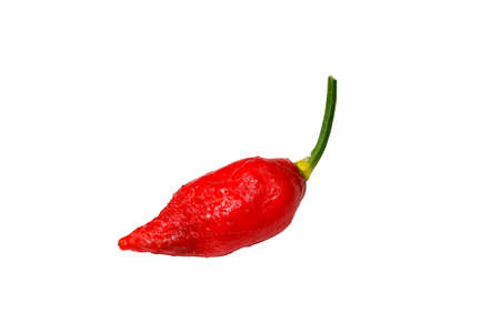 Close up Bhut Jolokia chili on white background with  . (Scientific name Capsicum chinense)の写真素材
