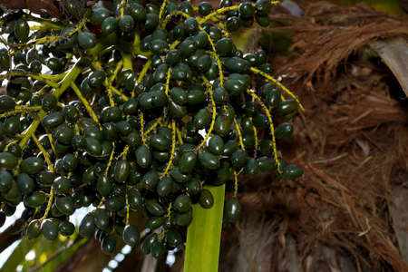Close up fruit of Chinese Fan Palm on tree. (Scientific name Livistona chinensis)の写真素材