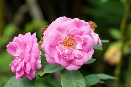 Close up Pink Rose flower with blur background. (Scientific name Rosa damascena)の写真素材