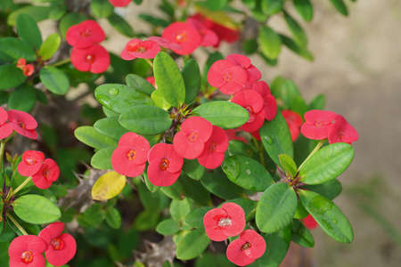 Close up Crown of Thorns, Christ Thorn flower with leaves. (Scientific name Euphorbia milii Des Moul.)の写真素材