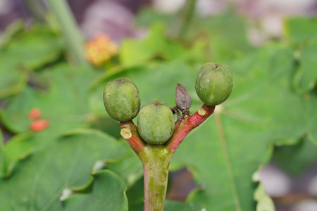 Close up seeds of Buddha belly plant, bottleplant shrub. (Scientific name Jatropha podagrica)の写真素材