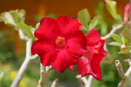 Close up Impala Lily, Pink Bignonia, Mock Azalea, Desert Rose flower. (Scientific name Adenium obesum (Fosk.) Roem.)の写真素材