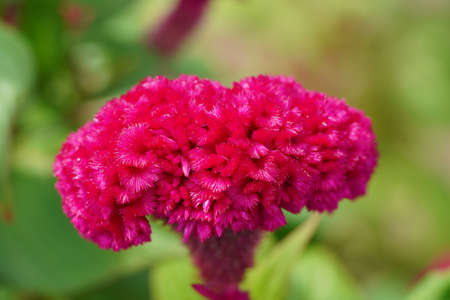 Close up Cockcomb flower with blur background. (Scientific name Celosia argentea var. cristata)の写真素材