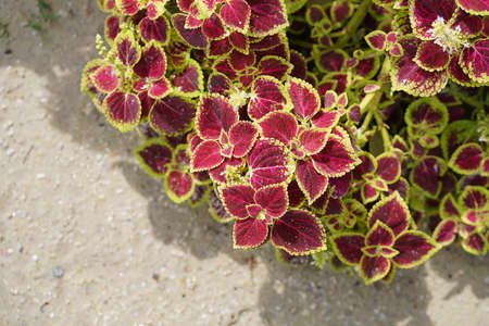 Close up Coleus or Painted Nettle leaves (Scientific name Plectranthus scutellarioides)の写真素材