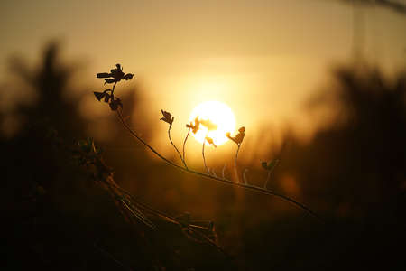 Silhouette dry branches in summer with sunlight and sun background.の写真素材