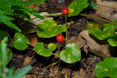 Red fruit on the ground in the rain forest.の写真素材