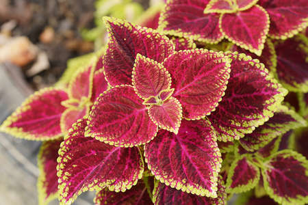 Close up Coleus or Painted Nettle leaves (Scientific name Plectranthus scutellarioides)の写真素材