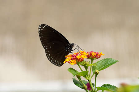 Close up Deep brown butterfly on flower with blur background.の写真素材