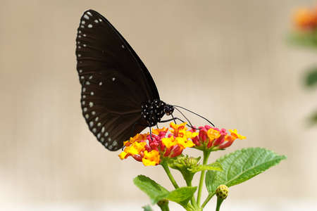 Close up Deep brown butterfly on flower with blur background.の写真素材