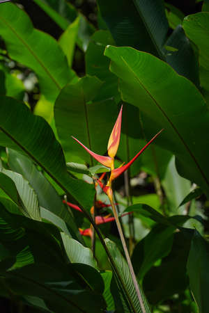 Close up Heliconia flower with blur leaves background.の写真素材