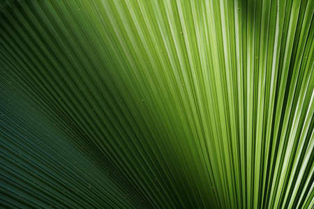 Close up Sumawong's Palm leaf background. (Scientific name Licuala peltata)の写真素材
