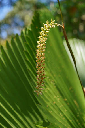 Close up Sumawong's Palm flower with blur background. (Scientific name Licuala peltata)の写真素材
