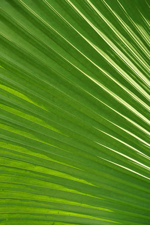 Close up Sumawong's Palm leaf background. (Scientific name Licuala peltata)の写真素材