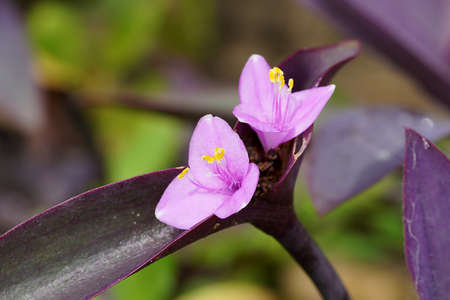 Close up of Purple heart flower with blur background. (Scientific name Tradescantia pallida)の写真素材