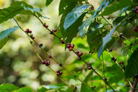Close up coffee berry on branch with blur background.の写真素材