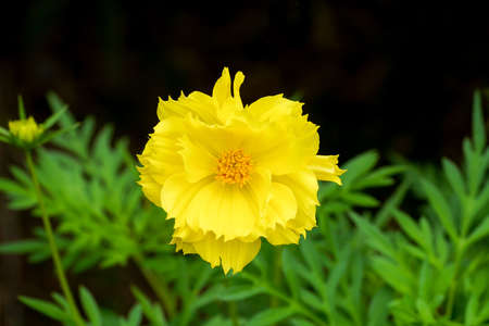 Close up yellow cosmos flower with blur leaves on dark background. (Scientific name Cosmos sulphureus)の写真素材