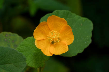 Close up Country mallow, Indian mallow flower with leaf on dark background. (Scientific name Abutilon indicum (L.) Sweet.)の写真素材