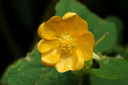 Close up Country mallow, Indian mallow flower with leaf on dark background. (Scientific name Abutilon indicum (L.) Sweet.)の写真素材