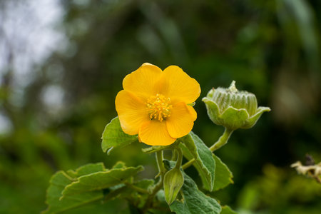 Close up Country mallow, Indian mallow flower with leaf on dark background. (Scientific name Abutilon indicum (L.) Sweet.)の写真素材