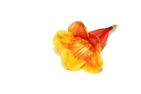 Close up Yellow elder, Yellow bells, Trumpet vine flower on white background. (Scientific name Tecoma stans (L.) Kunth)の写真素材