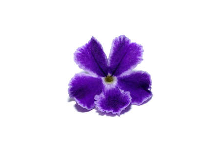 Duranta, Sky Flower, Pigeon Berry, Golden Dewdrop on white background. (Scientific name Duranta repens)の写真素材