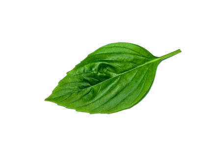 Close up Sweet Basil leaf on white background. (Scientific name Ocimum basilicum)の写真素材
