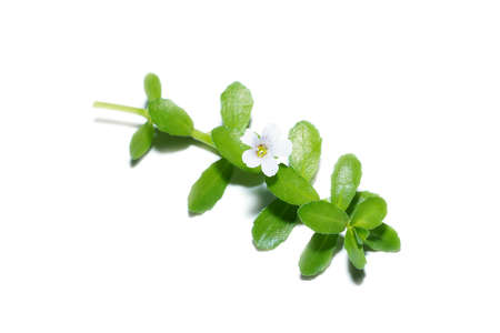 Close up Brammi leaf and flower on white background, Is a herb that helps in the treatment of dementia. (Scientific name Bacopa monnieri)の写真素材