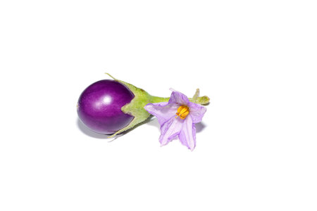 Close up violet Egg plant and flower on white background with soft shadow. (Scientific name Solanum melongena)の写真素材