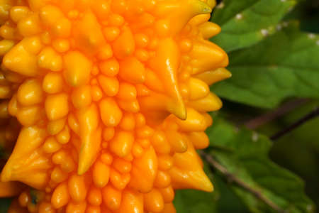 Close up Balsam pear, Bitter cucumber, Leprosy gourd fruit. (Scientific name Momordica charantia)の写真素材