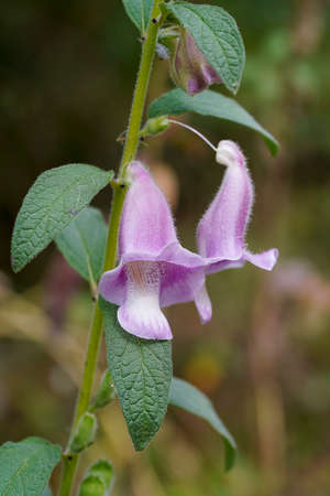 Close up Sesame flower on tree with blur background in the farm. (Scientific name Sesamum indicum)の写真素材