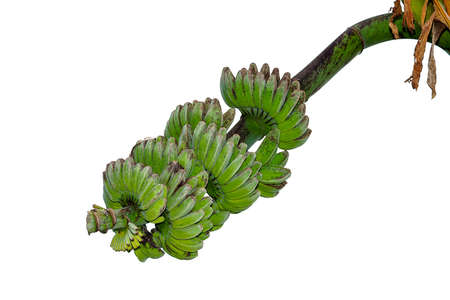 Close-up photo of unripe bananas on a white background.の写真素材