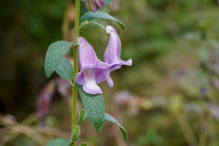 Close up Sesame flower on tree with blur background in the farm. (Scientific name Sesamum indicum)の写真素材