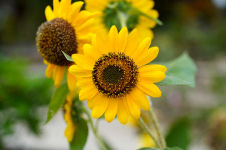 Close up The Sunflower with sunlight on blur background.の写真素材
