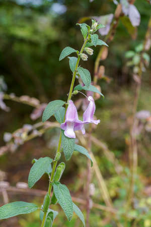 Close up Sesame flower on tree with blur background in the farm. (Scientific name Sesamum indicum)の写真素材