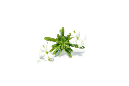 Close up flower of Morinda coreia Buch plant on white background.の写真素材
