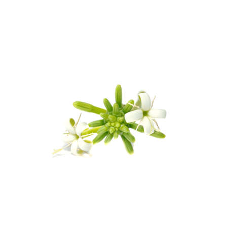 Close up flower of Morinda coreia Buch plant on white background.の写真素材