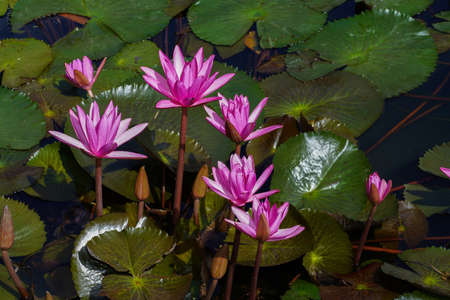 Close up waterlily flower with leaf background.の写真素材