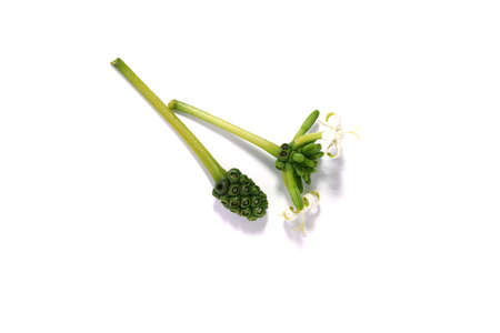 Close up flower and fruit of Morinda coreia Buch plant on white background.の写真素材